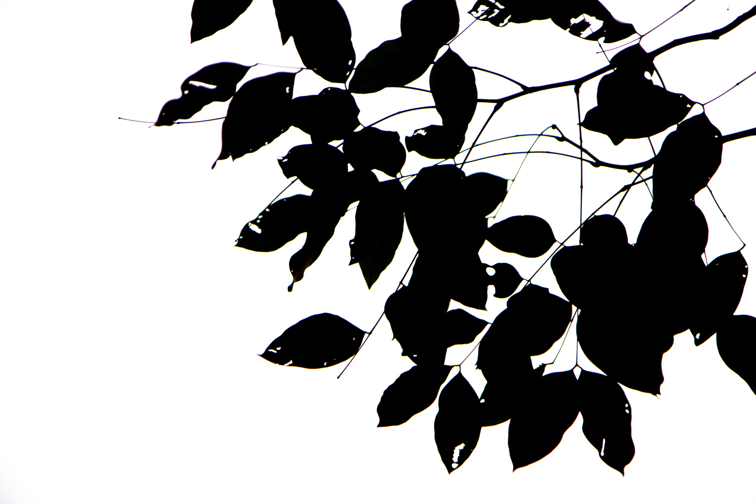 Leaves black silhouettes on white background-branches silhouette